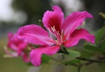 春天开花的植物名称