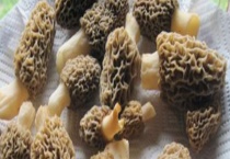 今年羊肚菌市场行情及种植前景分析 今年羊肚菌市场趋势分析