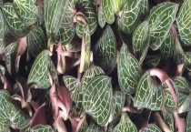 金线莲的种植成本 附利润