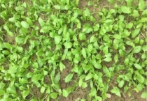 菠菜种子直接撒在地里种可以吗？