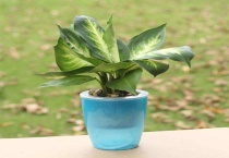 晚上放氧气的植物