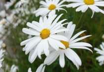 小白菊与雏菊的区别？