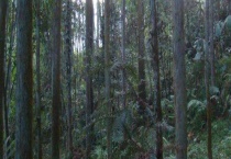 杉木根腐病的防治方法有哪些？发病条件是什么？