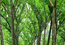 魔芋产地在哪里 附魔芋的栽培历史