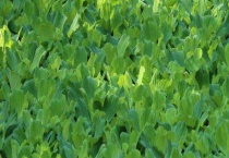 水白菜有什么危害 水白菜分布在哪里