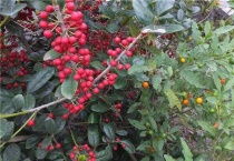 野樱桃与毛樱桃的区别？