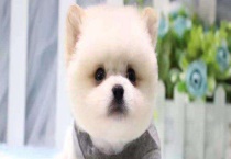 茶杯犬寿命多长时间 平常怎么做护理？