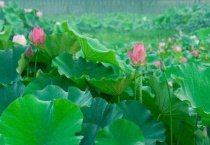 荷花种苗怎样种