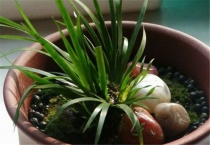 金钱蒲特点有哪些？