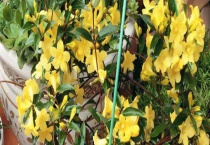 法国香水花有毒吗？