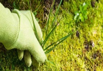 杂草为什么比农作物长的快