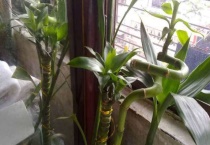 水培观音竹叶子发黄是怎么回事