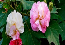 扶桑花和芙蓉花有什么不同 从这几点来区分