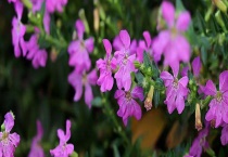 萼距花可以净化空气吗？