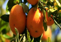 盆栽沙糖桔需要多久才能结果 有什么栽培条件