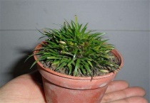 金钱蒲种子长什么样