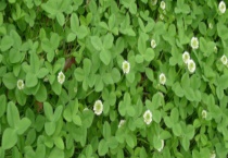 浆草与三叶草有什么不同 附浆草和三叶草的介绍