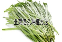 韭菜怎么种植多久？