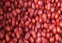 枣子常见的种类介绍 不同的种类分布区域不同