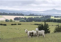 新手怎样开始养羊