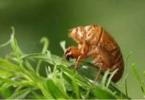 金蝉什么时候出土