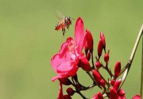 哪些地方适合养蜂 具体可以从五个方面来综合考量