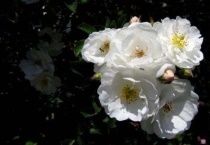 白蔷薇花语及代表意义