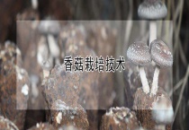 香菇栽培技术
