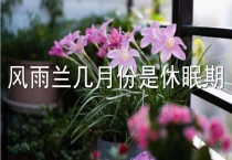 风雨兰几月份是休眠期