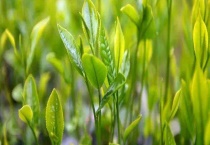 信阳毛尖属于什么茶？信阳毛尖的选购多久？
