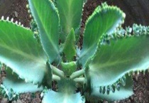 不死鸟嫁接长寿花的多久？