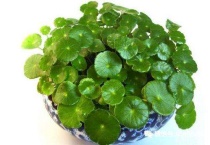 铜钱草长虫子怎么办？