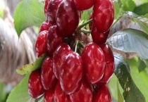 美早樱桃结果需要几年 附美早樱桃种植多久？