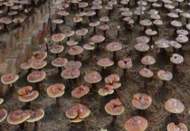 灵芝菌蚊防治方法 附灵芝菌蚊发生规律