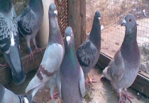 肉鸽的饲养阶段及阶段特点 从各个时期来分析