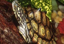 地图龟能长多大 地图龟吃什么？