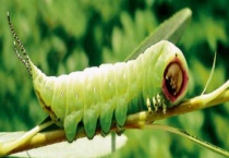 毛毛虫有哪些天敌 附毛毛虫的防治多久？