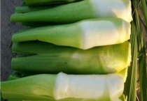 茭白是什么 附分布范围和生长环境