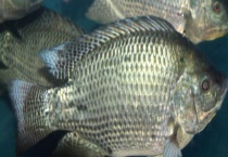 钓罗非鱼硬竿还是软竿好？附作钓工具