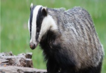 獾爱吃什么食物 獾的种类有哪些？