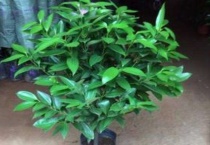 平安树水浇多了后果