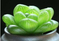 多肉杆子长太高了怎么办？