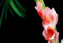 剑兰开完花怎么多久？