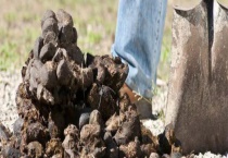 马粪怎么样才可以发酵成有机肥 有什么技巧吗？