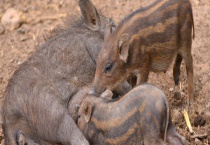野猪仔猪黄痢病的防治方法 附野猪仔猪黄痢疾病因症状
