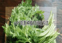 小叶茼蒿种植时间和多久？