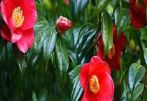 山茶和绿茶的区别？