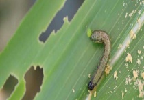 防治贪夜蛾用什么药 玉米地里的贪夜蛾怎么防治