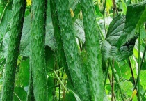 夏季蔬菜有哪些？