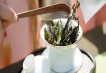 白茶有哪些品种 分别有什么特点